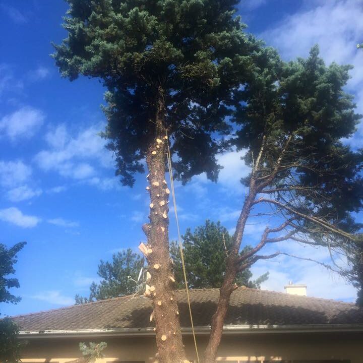 Abattage d'arbre Villefranche-Sur-Saône