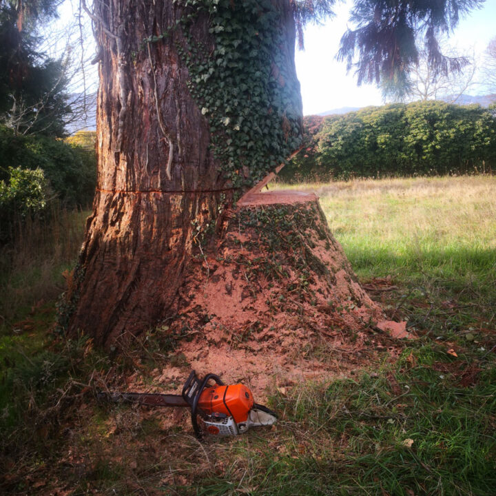 Abattage d'arbre Villefranche-Sur-Saône