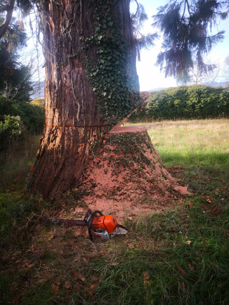 Abattage d'arbre Villefranche-Sur-Saône