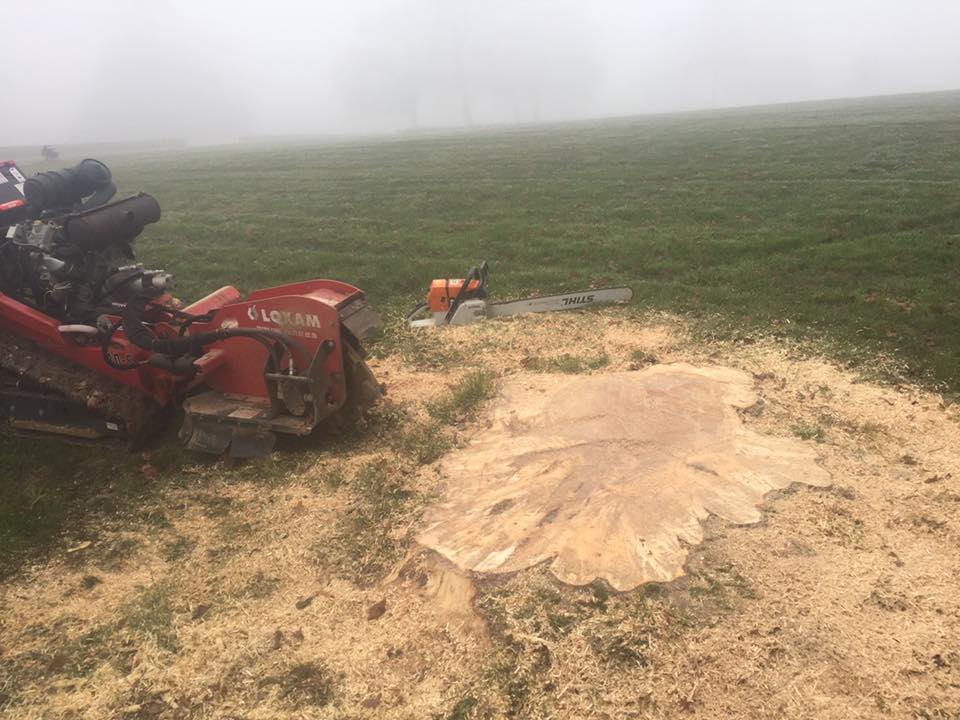 Rognage de souche Trévoux